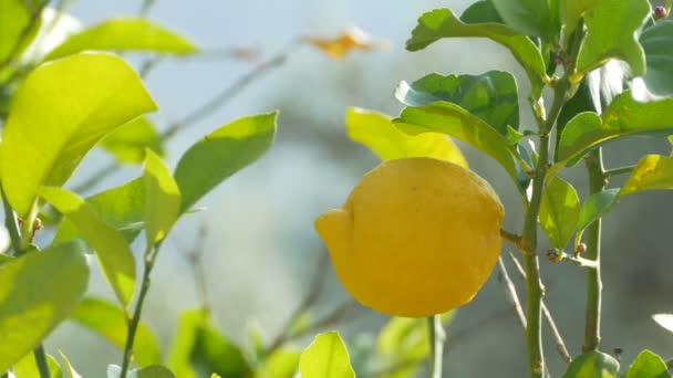 Fruta de limón en árbol — Vídeos de Stock