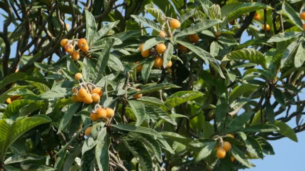 Figs Growing in Tree — Stock Video