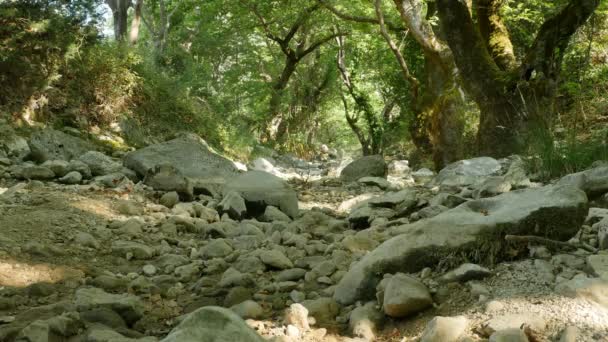 Nincs víz erdő folyómeder — Stock videók