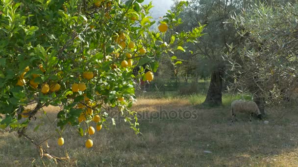 Zitronen auf ländlichem Obstgarten — Stockvideo