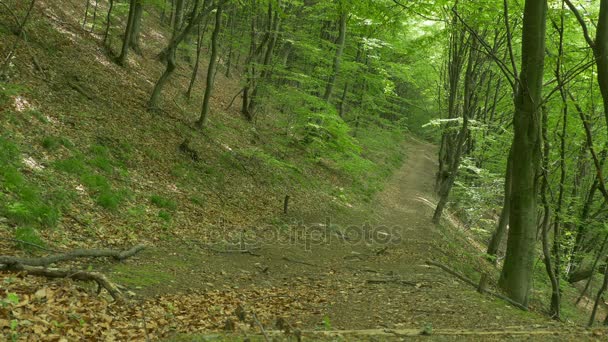 Blick auf den Laubwald — Stockvideo