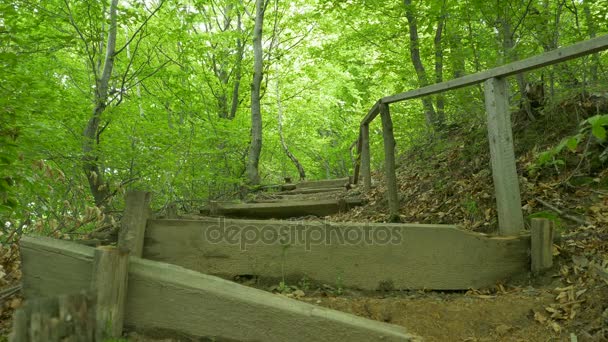 Escaleras de madera en el bosque — Vídeo de stock