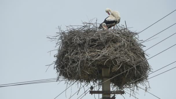 Storks in a Nest on Street — Stock Video