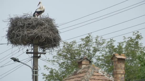 Storchennest auf Straßensäule — Stockvideo