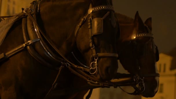 Стоячі Нічні Коні Чекають Тренера — стокове відео