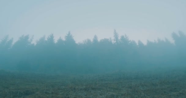 朝の霧の中で山の森の斜面に登る — ストック動画