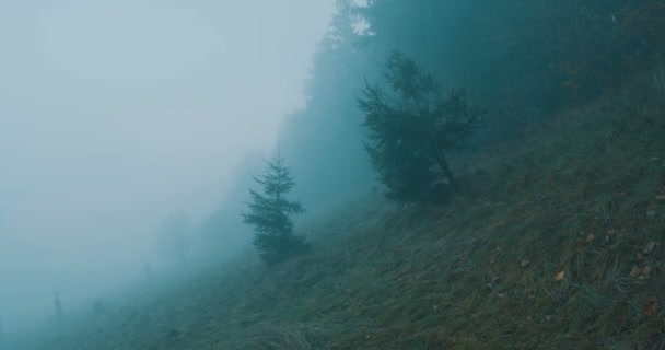 Ходити Лісу Туманний День — стокове відео