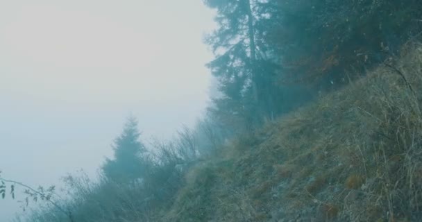 霧深い森の中を歩く — ストック動画