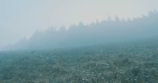 霧深い森に向かって坂を登る — ストック動画