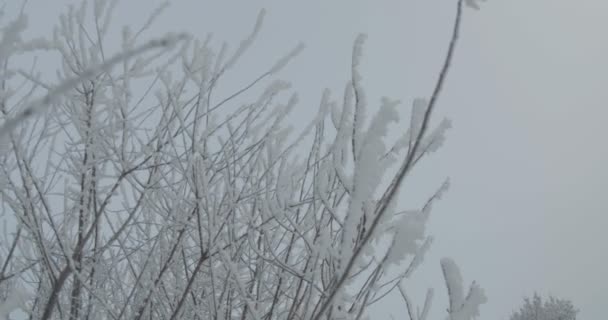 Vista Arbusto Congelado Día Gris Invierno — Vídeo de stock