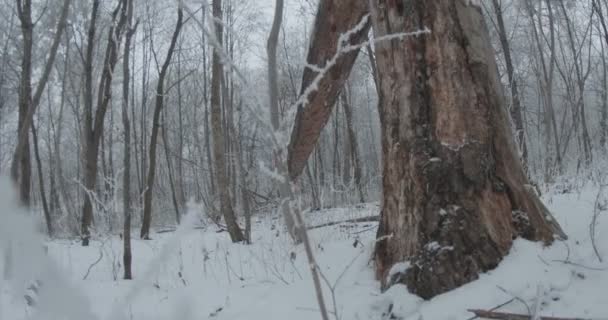 Vista Árbol Largo Caído Tronco Cubierto Nieve — Vídeo de stock