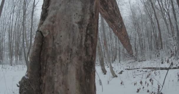 Zicht Een Lang Gevallen Boom Het Besneeuwde Bos — Stockvideo