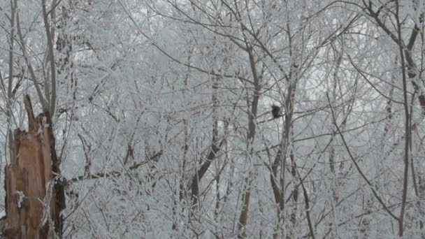 Veduta Uno Scoiattolo Sugli Alberi Innevati — Video Stock