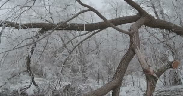 Вид Падіння Морозного Дерева Землі — стокове відео