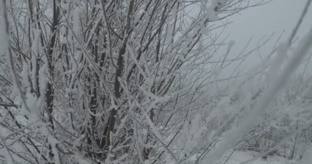 Snowed Mrożona Roślinność Zimowy Poranek — Wideo stockowe