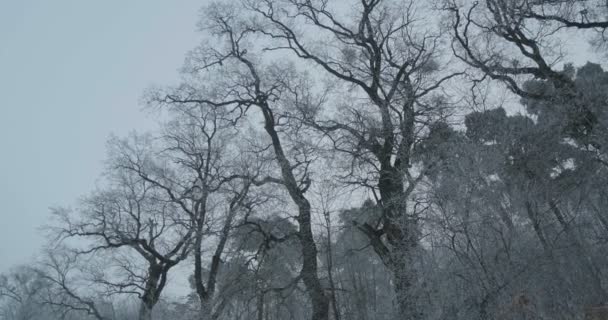 清晨冬日里被冻结的美丽树木的凄凉景象 — 图库视频影像
