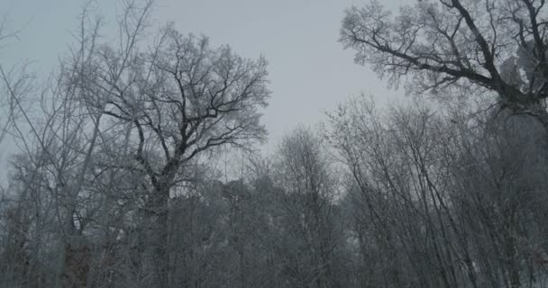 Sprookjesbeeld Van Bevroren Silhouetten Van Grote Bomen — Stockvideo