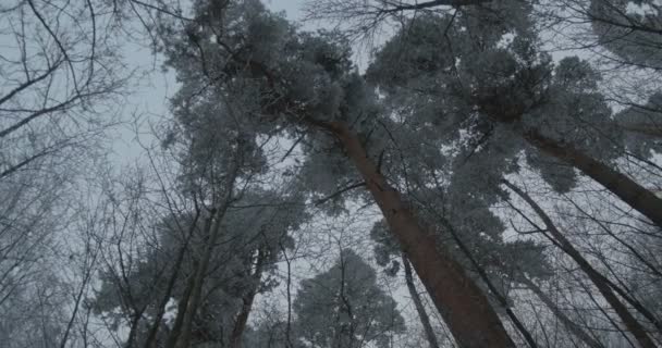 冬の時間帯に大きな背の高い凍結した木の眺め — ストック動画