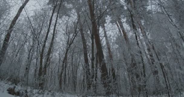 森の中の背の高い木の雪の天蓋の眺め — ストック動画