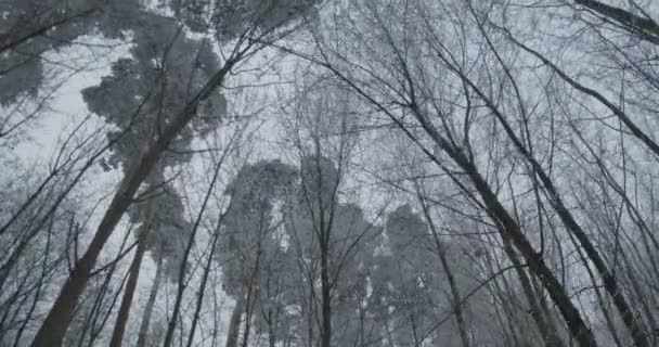 Uitzicht Grijze Koude Winterhemel Het Bevroren Bos — Stockvideo