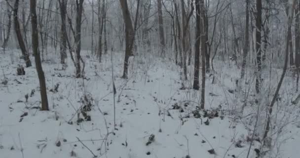 雪に覆われた寒さの森を歩く — ストック動画