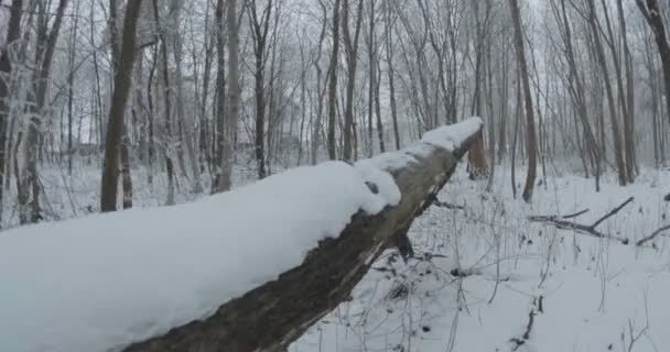 Widok Wielkie Śnieżne Drzewo Lesie — Wideo stockowe