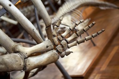 Hamur tarih öncesi bir hayvan