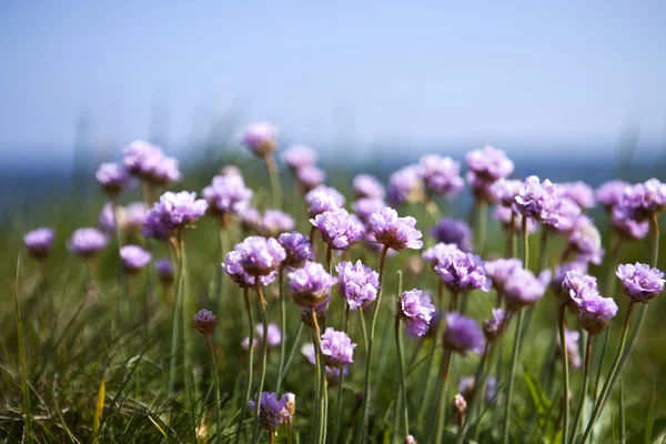 草原の小さな自然ピンク アイレット — ストック写真