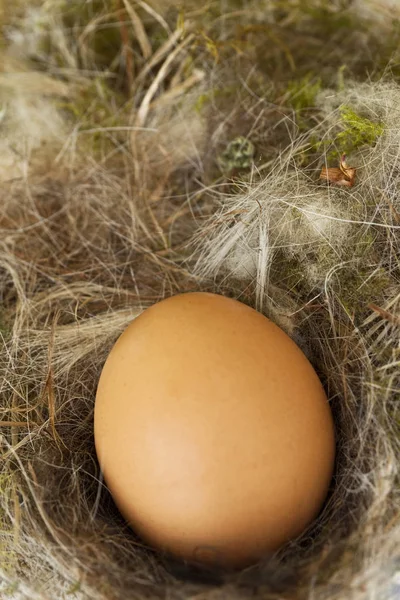 Close up van een ei — Stockfoto