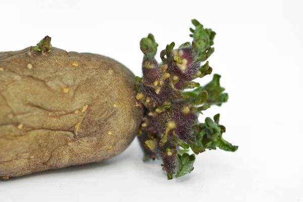 Джерман з картоплі — стокове фото