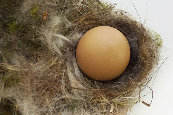 Ei in een nest — Stockfoto