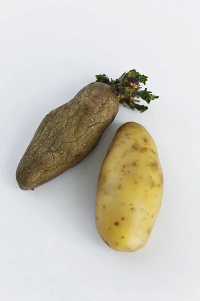 Kartoffeln als Keim — Stockfoto