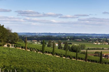 Bordeaux yakınındaki üzüm bağları karşı karşıya