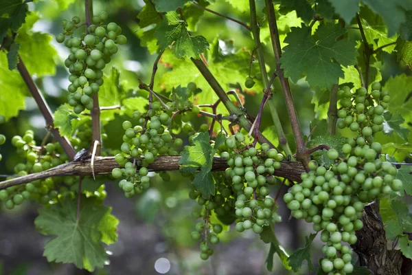 Зелений виноград у виноградниках — стокове фото