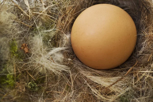 Ei in een nest — Stockfoto