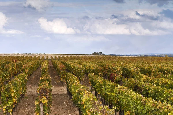 Weinberge in der Nähe von Bordeaux — Stockfoto