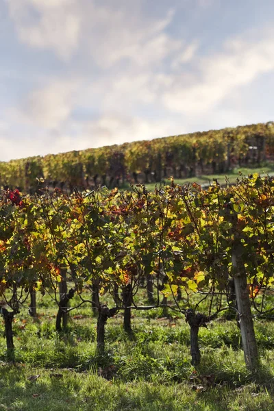 Krajina Vinic Podzim Poblíž Bordeaux — Stock fotografie