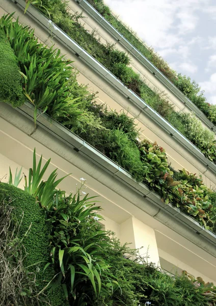 Zöld növények, erkély — Stock Fotó