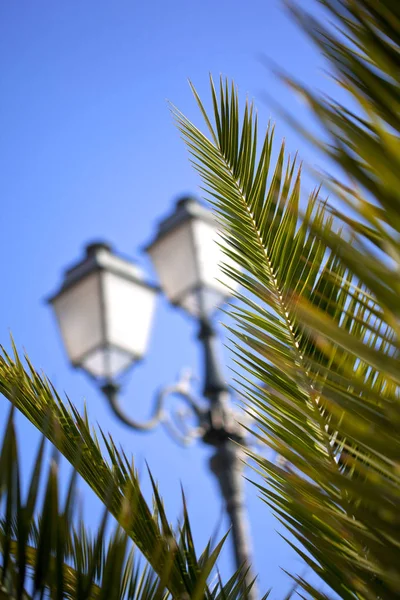 Lampen en bomen — Stockfoto