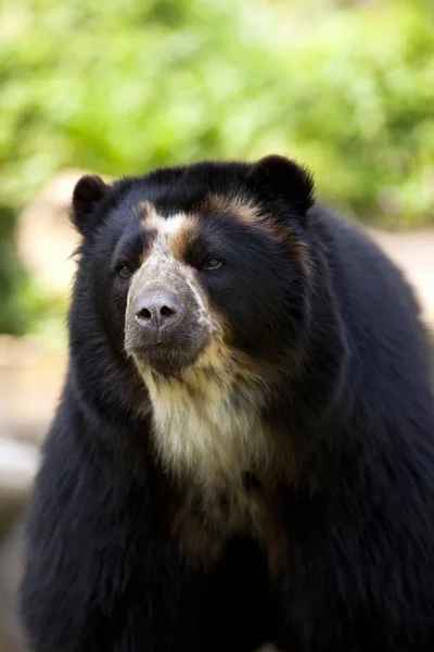 Enfrentando Urso Marrom Parque — Fotografia de Stock