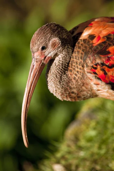Retrato Ibis Rojo Parque —  Fotos de Stock