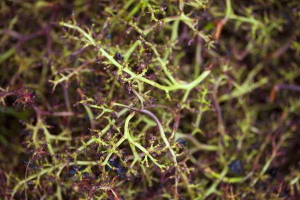 Resíduos Uvas Após Vindima Numa Adega — Fotografia de Stock