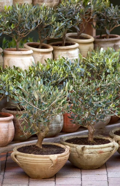 Malé hrnkové olivre stromy — Stock fotografie