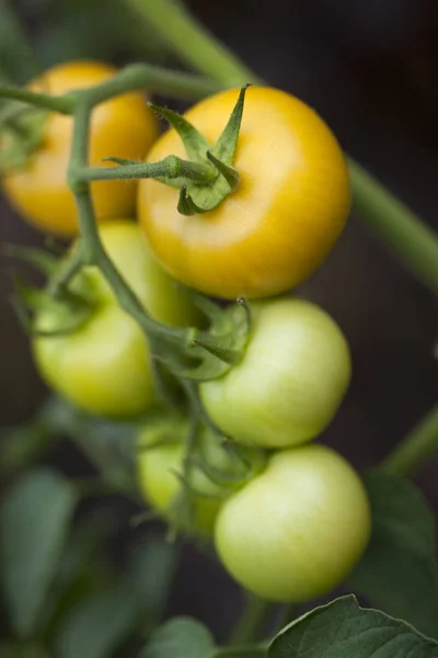 Букет з помідорами — стокове фото