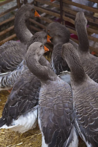 Group of geese — Stock Photo, Image