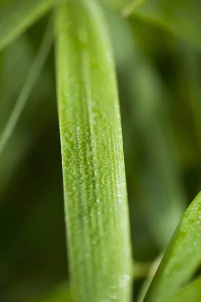 植物の背景 — ストック写真