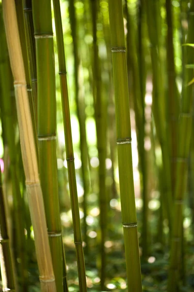 Jardin de bambou en Chine — Photo