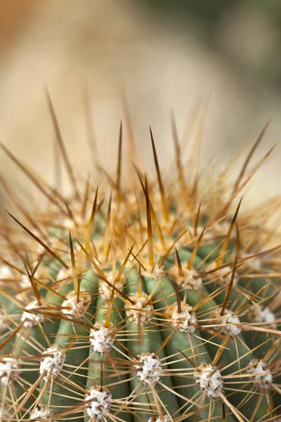 Cactus in a green house — Stock Photo, Image