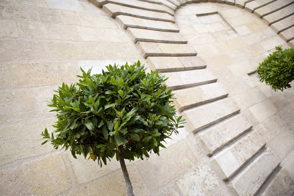 Laurel and stoned wall — Stock Photo, Image