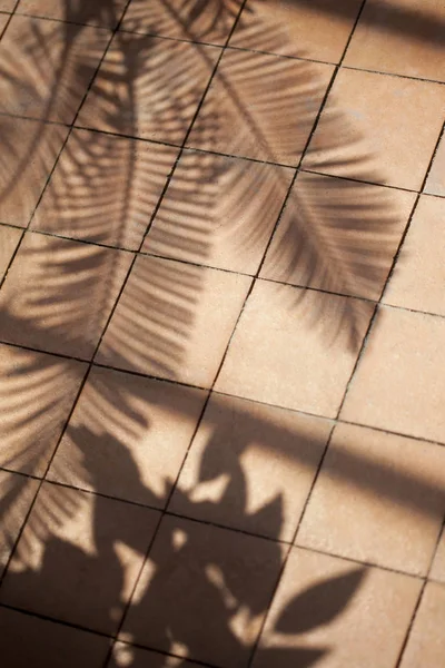 Plantez Des Ombres Sur Une Terrasse Avec Des Tuiles Terre — Photo